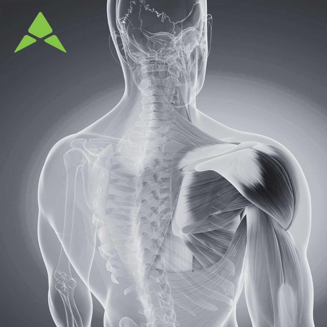 shoulder tensegrity