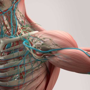 shoulder anatomy