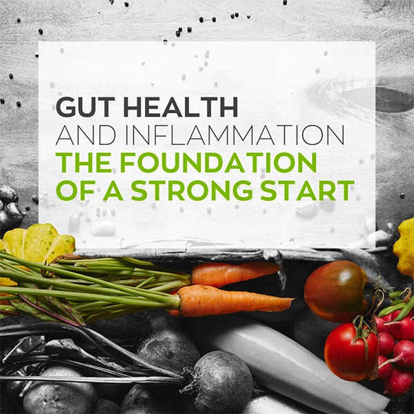 Gut Health And Inflammation Structural Elements